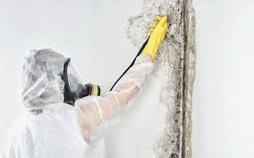  , USA Mold Prevention & Removal Pros